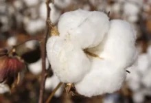 Cotton Boll