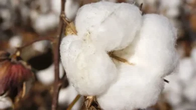 Cotton Boll